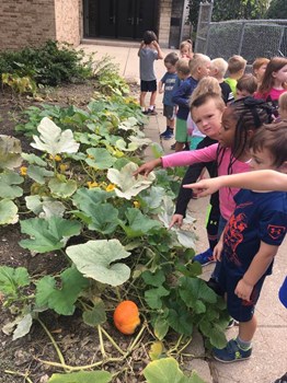 Preschool Picking Pumpkin Seeds